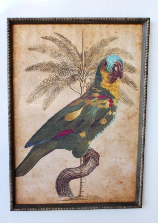 Parrot Turquoise Head Picture Rattan Frame